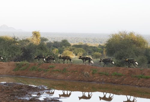 Mpala537_s.jpg