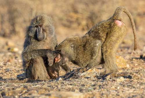 Research_Projects_Mpala-Baboon-Research-Project